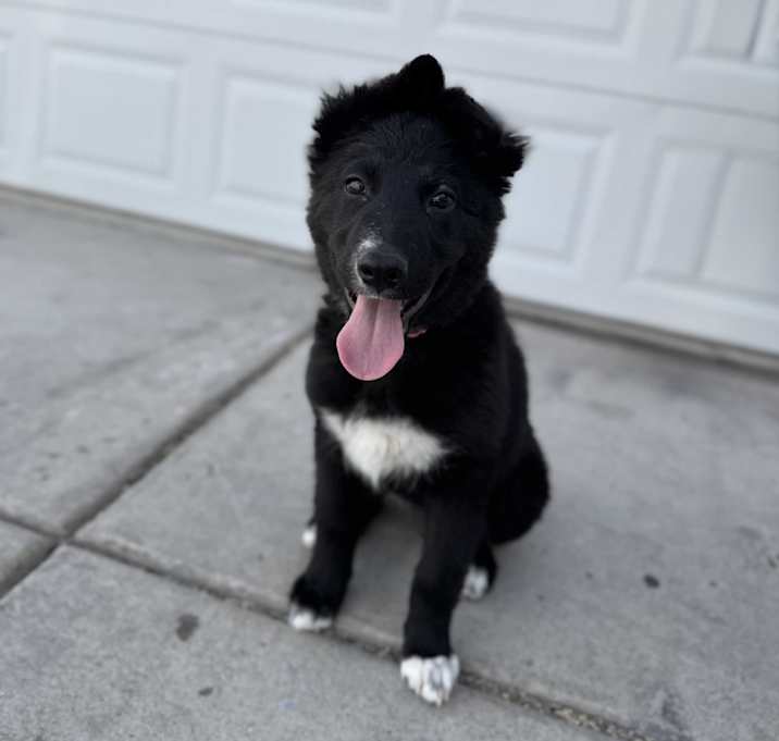 Nala Photo #1