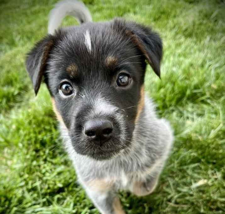 Photo of Rosie