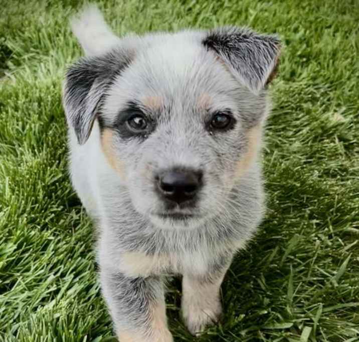 Photo of Marigold