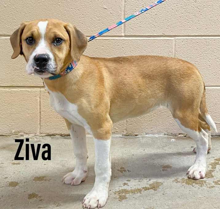 Photo of Ziva