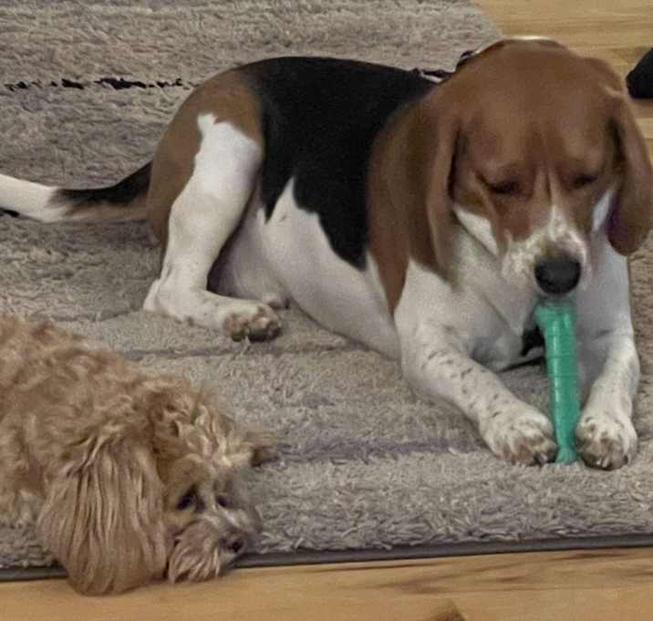 Photo of Hank