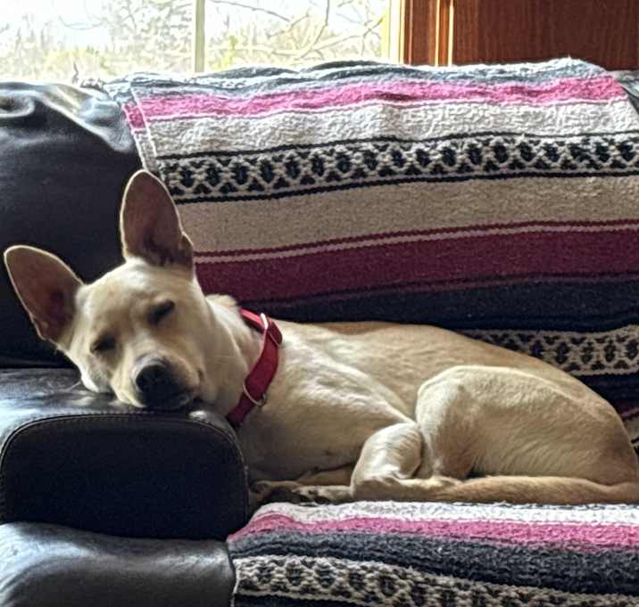 Photo of Ollie