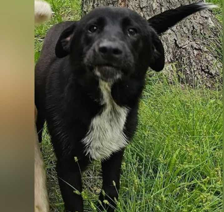 Photo of Good Boy Black