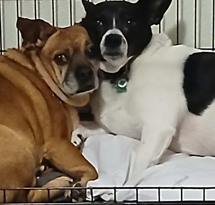 Photo of Pugsy/Dixie