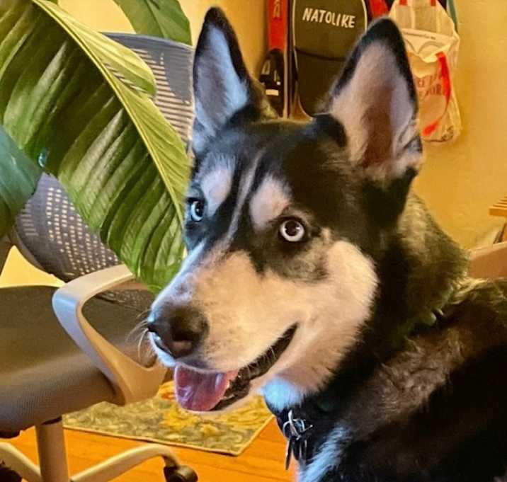 Photo of Jazzi