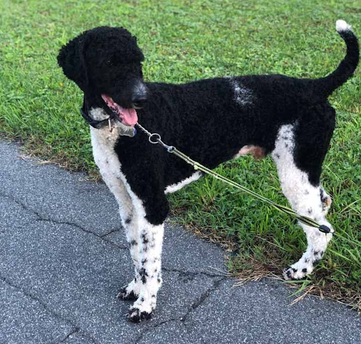 Photo of Sebastian (AKC Sir Sebastian)