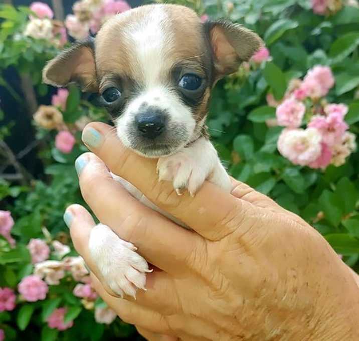 Photo of FOSTERS NEEDED FOR CHIWEENIES
