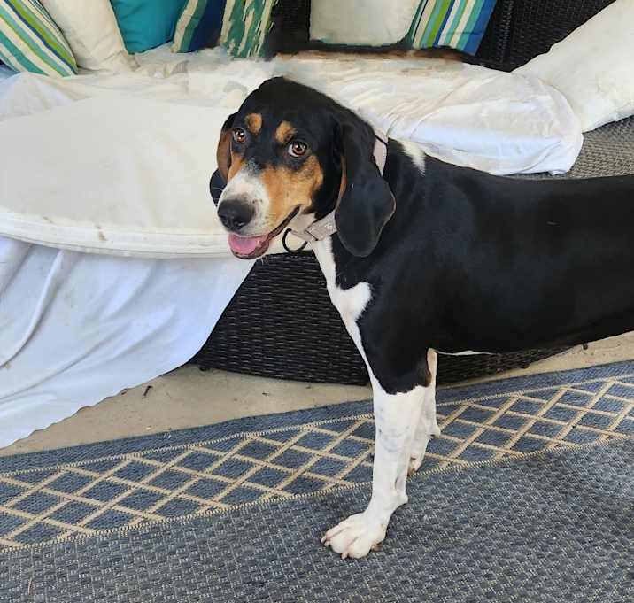 Photo of Suzi *Discounted Adoption Fee*