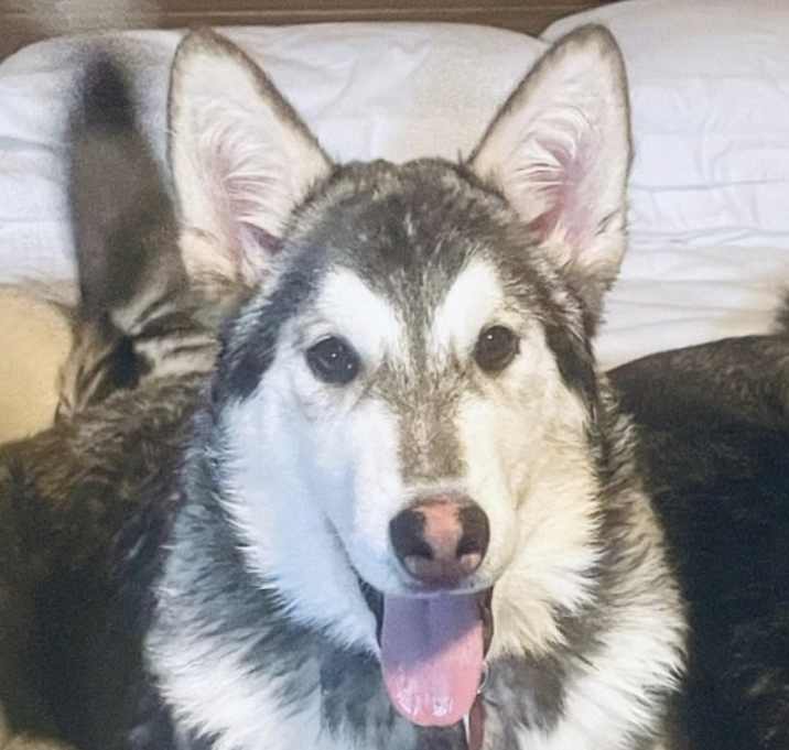 Photo of Honey