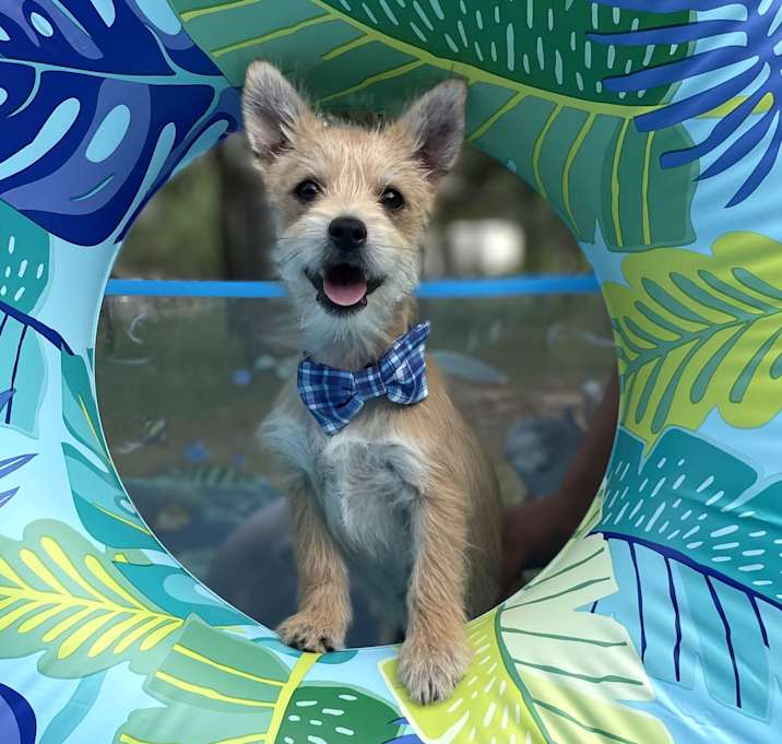 Photo of Benji