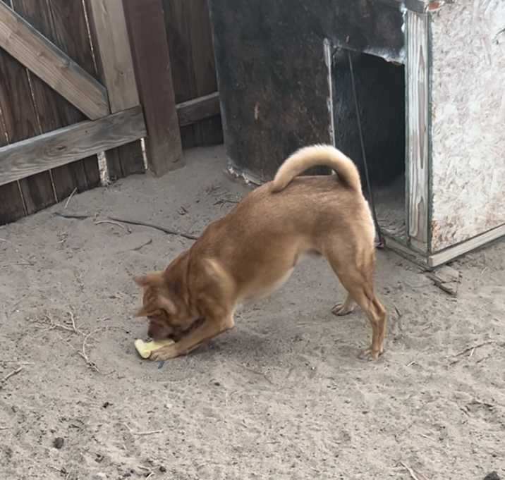 Photo of Buddy