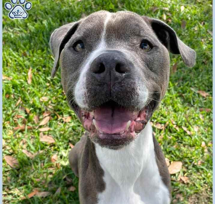 Photo of *ARCHIE