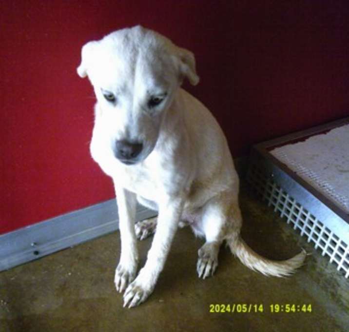 Photo of Blanca