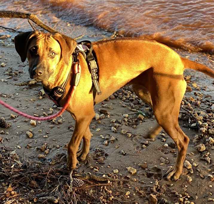 Photo of Zizi