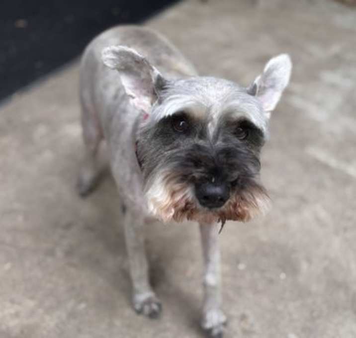 Photo of Bear