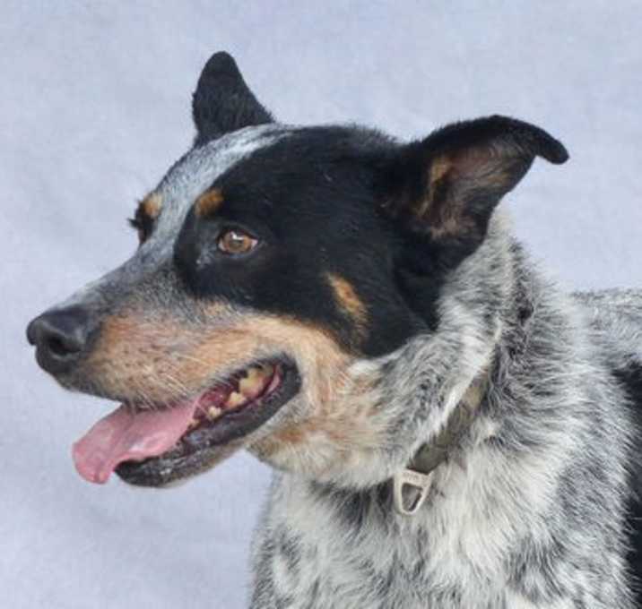 Photo of DRAKO