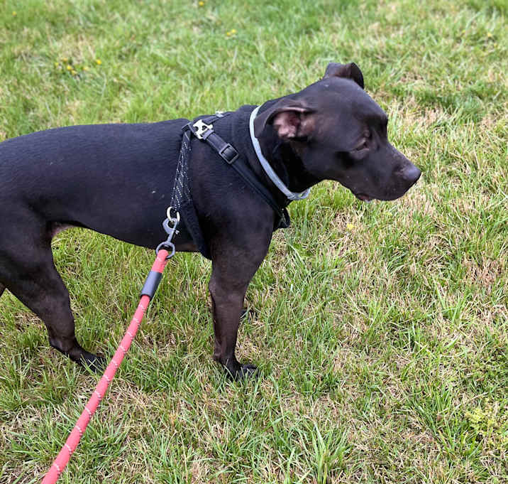 Photo of Honey