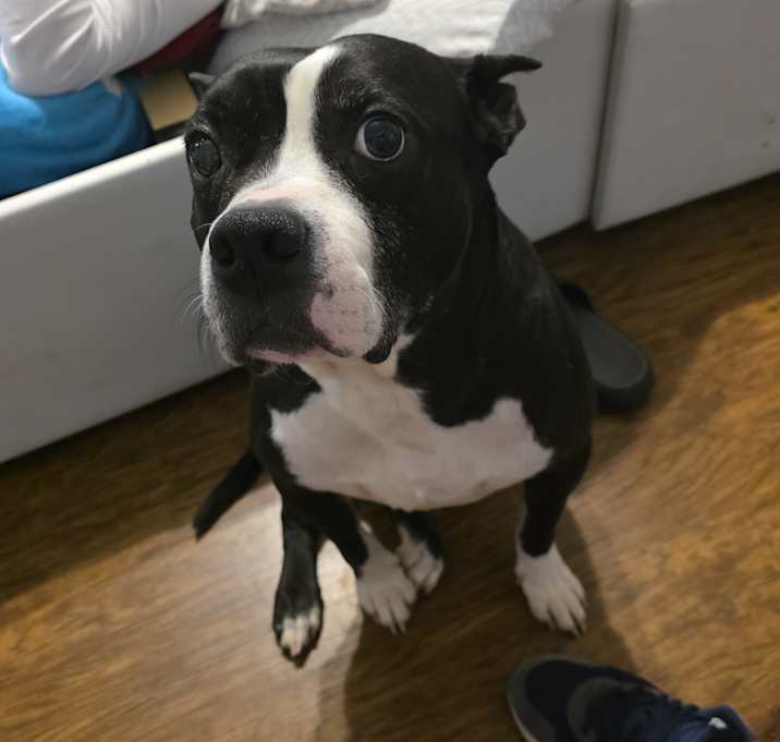 Photo of Ace