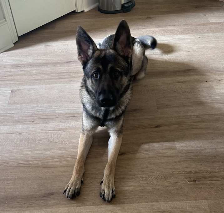Photo of Megatron