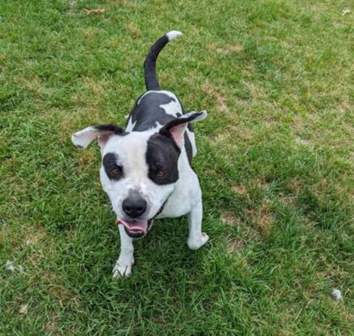Photo of Bolt