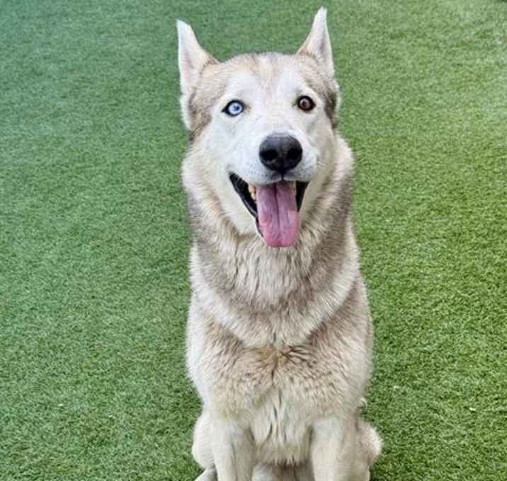 Photo of BEAR