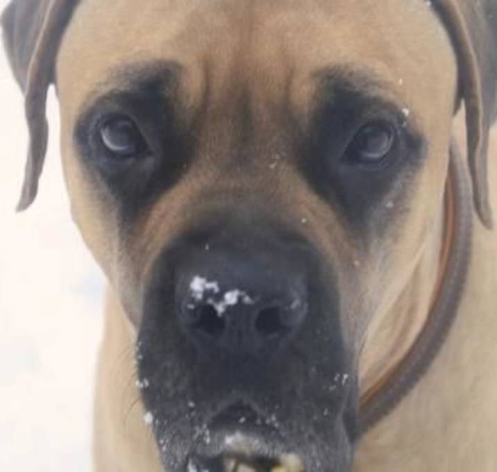 Photo of FOSTERS NEEDED