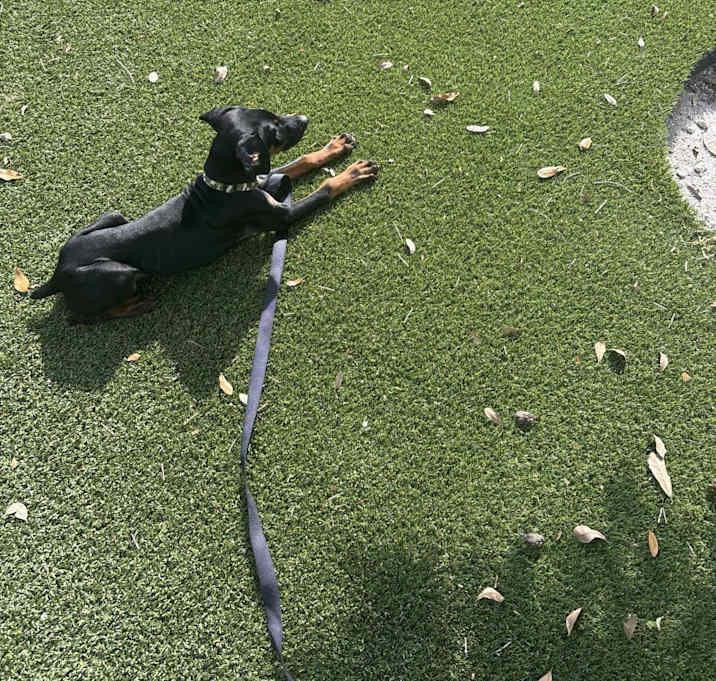 Photo of Loki