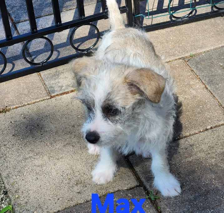 Photo of Max