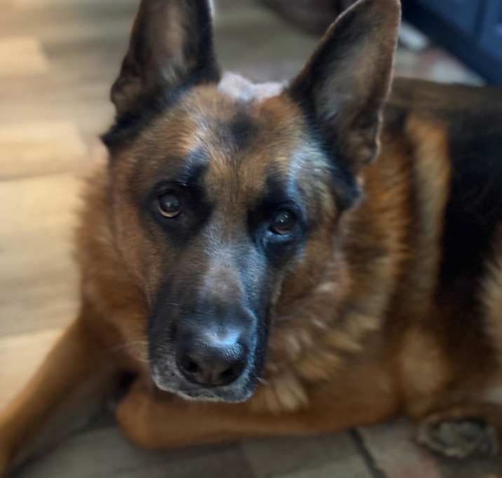 Photo of Bruno~