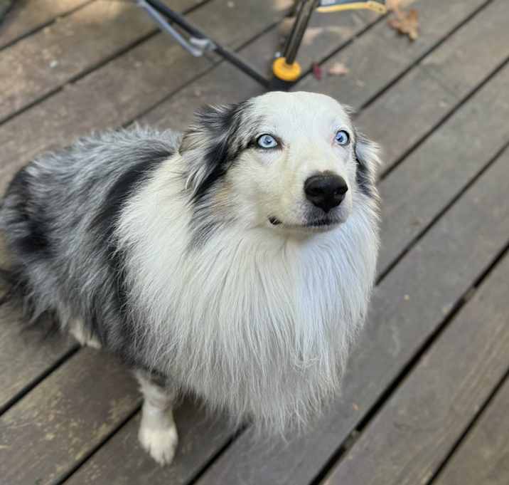 Photo of Oakley
