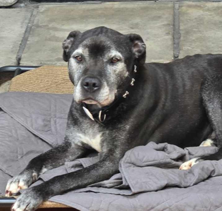 Photo of Shadow