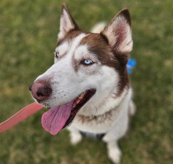 Photo of CARAMEL