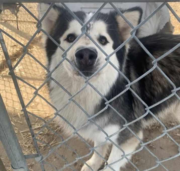 Photo of Rocky