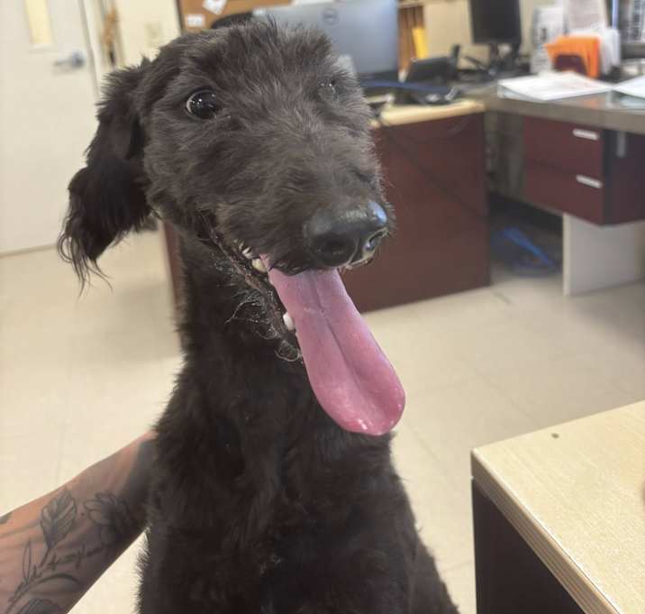 Photo of Maizey