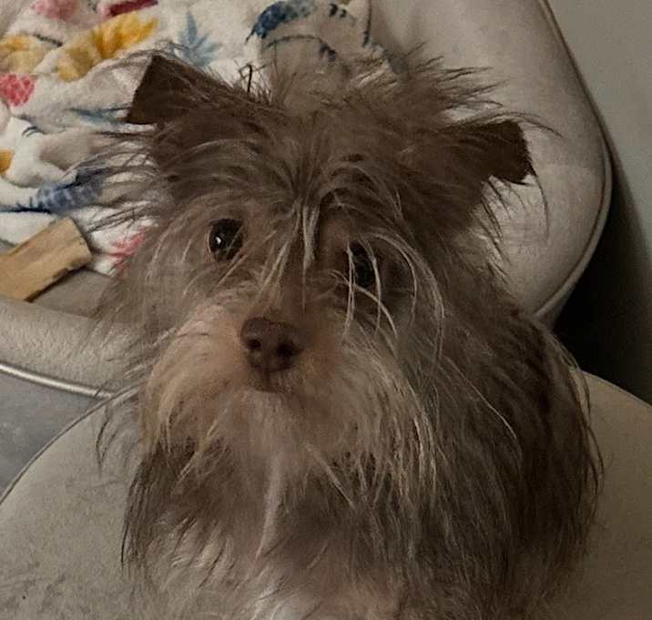 Photo of RUSTY