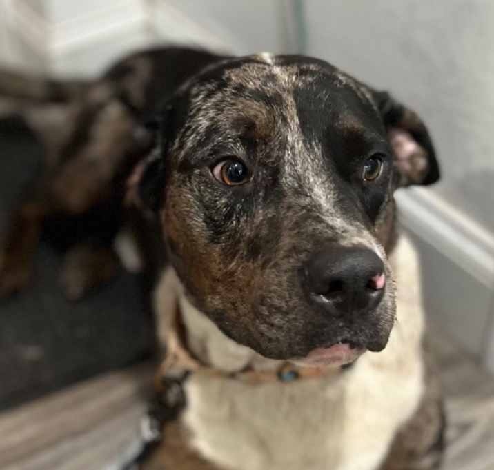 Photo of Blu