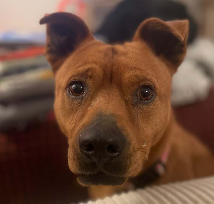 Photo of Pancake