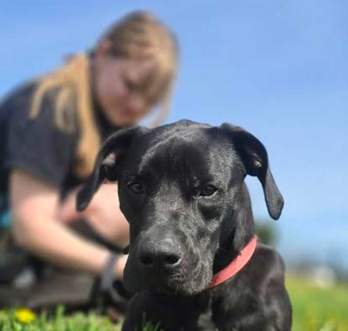 Photo of Rollo