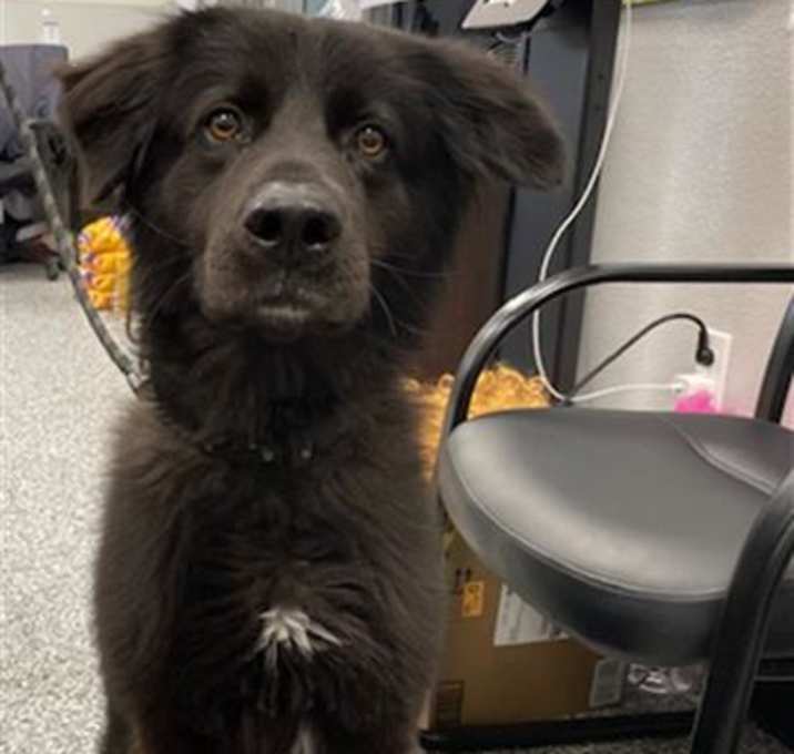 Photo of SHADOW