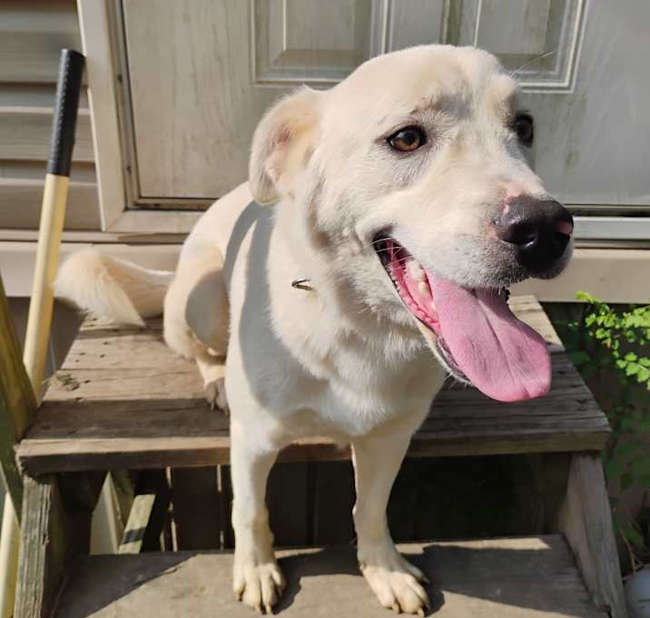 Photo of Milo