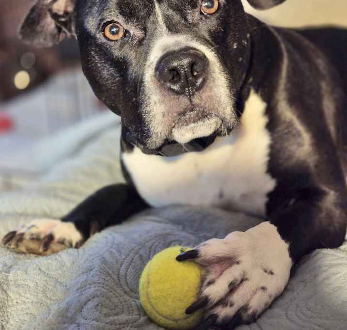 Photo of Ace in CT