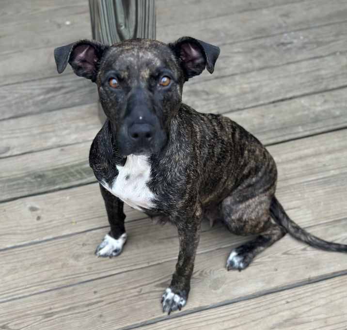 Photo of Josie