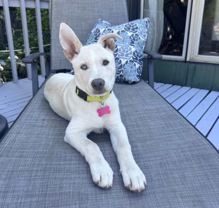 Photo of Honey Bear