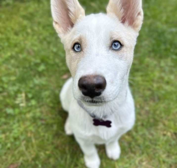 Photo of Smokey