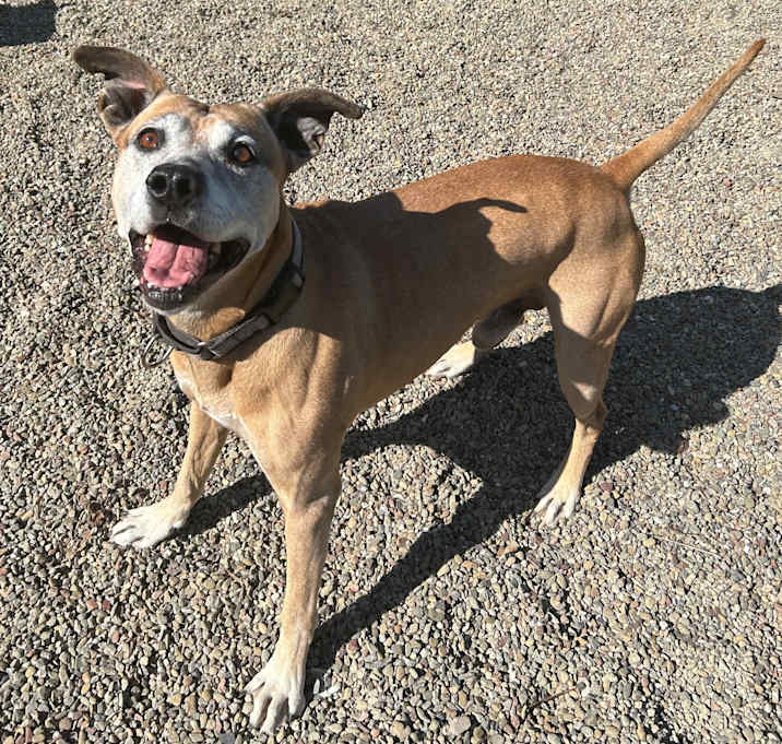 Photo of Archie