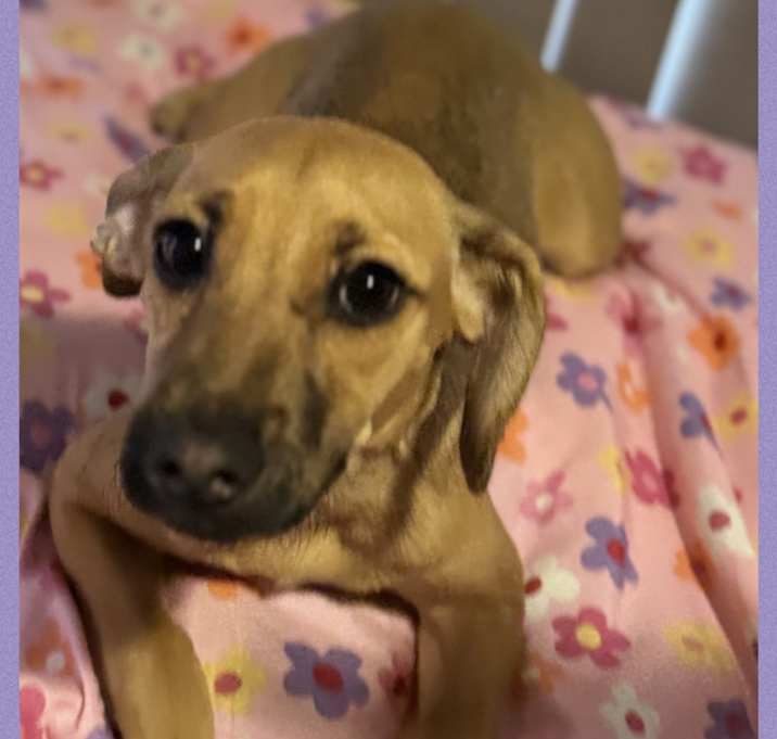 Photo of EMME – 4 MONTH BLACK MOUTH CUR