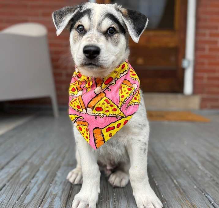 Photo of Bandit