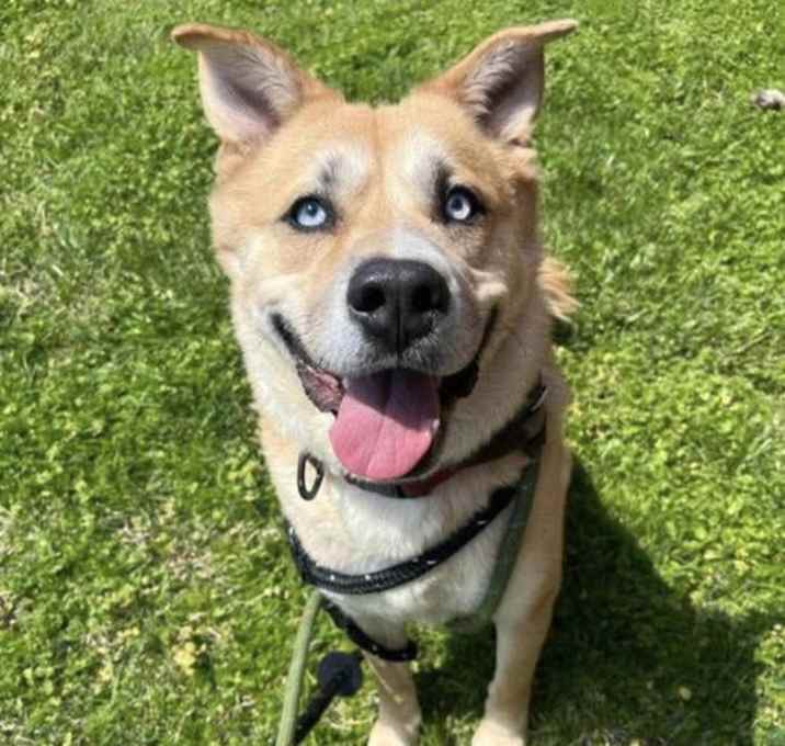 Photo of Draco