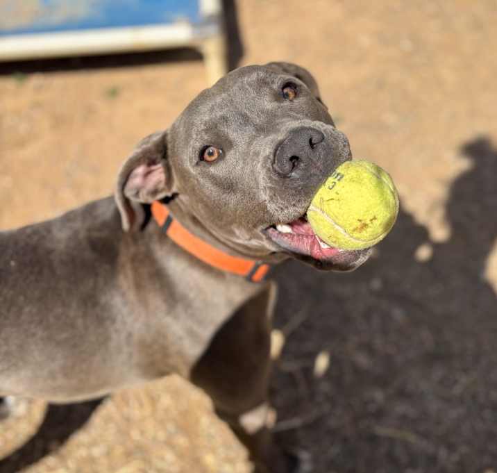 Photo of Bleu Boy