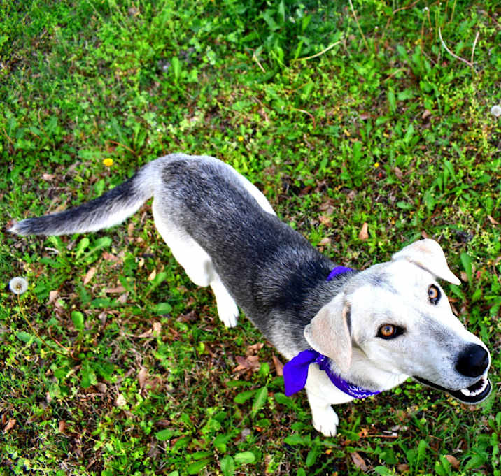 Photo of Dixie